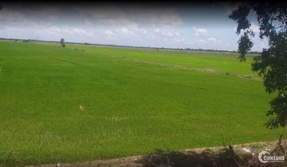 Bán đất ruộng kênh T5- Tri Tôn, AG gần TH true milk