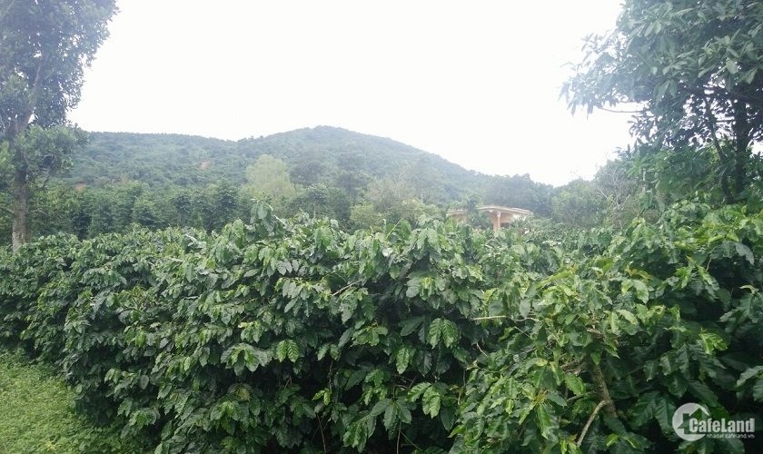 Cần tiền bán gấp 8 hecta đất rẫy tại Đăk Nông, đang có sẵn tiêu, cafe, sầu riêng