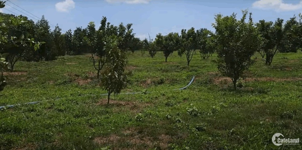 Cần bán gấp 2 lô đất có sẵn vườn trái cây 1000m2