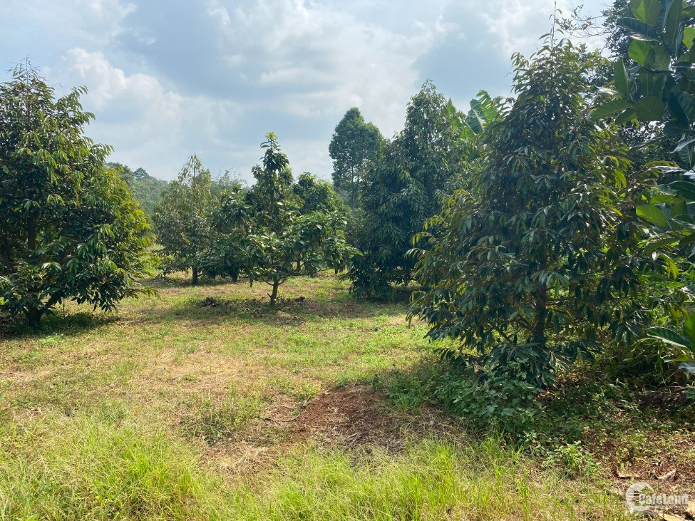 CHỦ CẦN TIỀN NÊN BÁN GẤP vườn trái cây ven suối cách trung tâm xã Bảo Bình 1.5km
