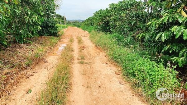 Bán Đất Sào Đẹp Cách N3 Cửa Rừng Chỉ 3km Tại Thanh Bình- Đức Trọng-Lâm Đồng