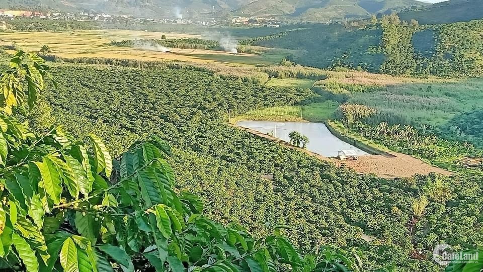 Chính chủ cần bán lô đất có diện tích 2,2ha với 200/sào tại Phú Sơn Lâm Hà