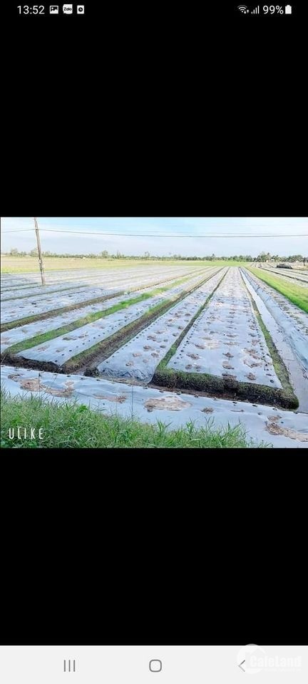 Mặt tiền lộ dal Diện tích 2000m2