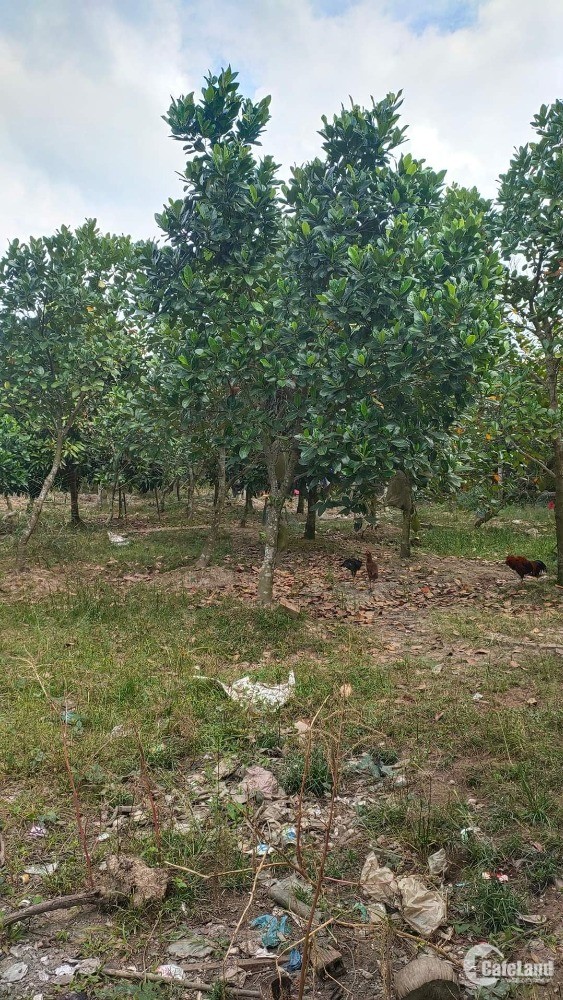 Cần bán 1800m2 đất vườn đang trồng mít + có nhà giữ vườn Hòa Khánh, Cái Bè