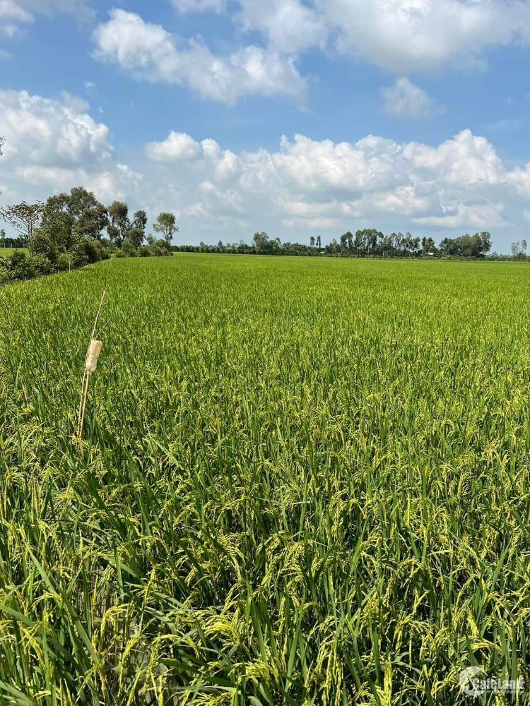 45 công lúa có 2 công sầu riêng thuộc xã Mỹ Lợi  huyện Cái Bè cần bán gấp