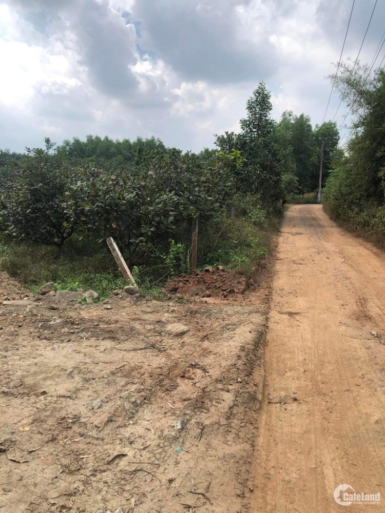 Cần bán mãnh đất đang trồng điều tại Xuân Tâm, Xuân Lộc, Đồng Nai. Dt: 14000m2