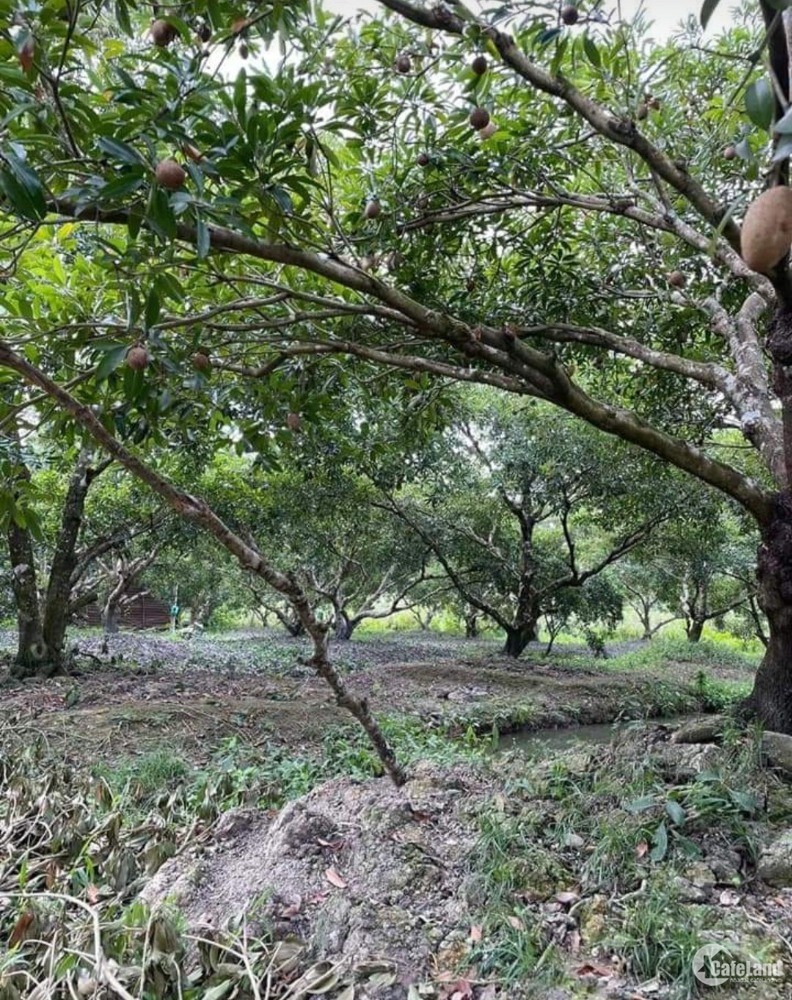 Bán gấp đất Phú Quới- Phú Phong- Châu Thành-Tiền Giang