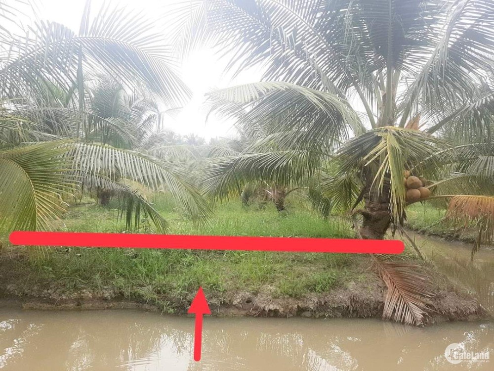 Đất vườn đang trồng dừa giáp kênh xã Thạnh Nhựt ,huyện Gò Công