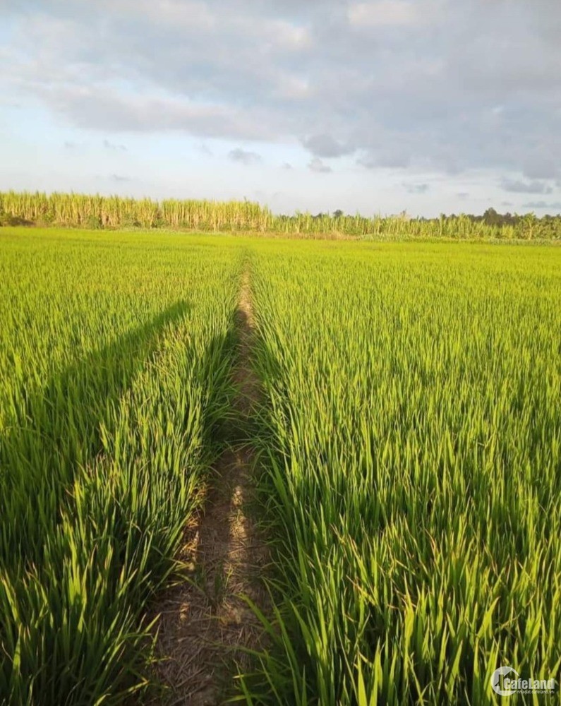 Bán đất ruộng Long Bình, huyện Gò Công Tây, tỉnh Tiền Giang