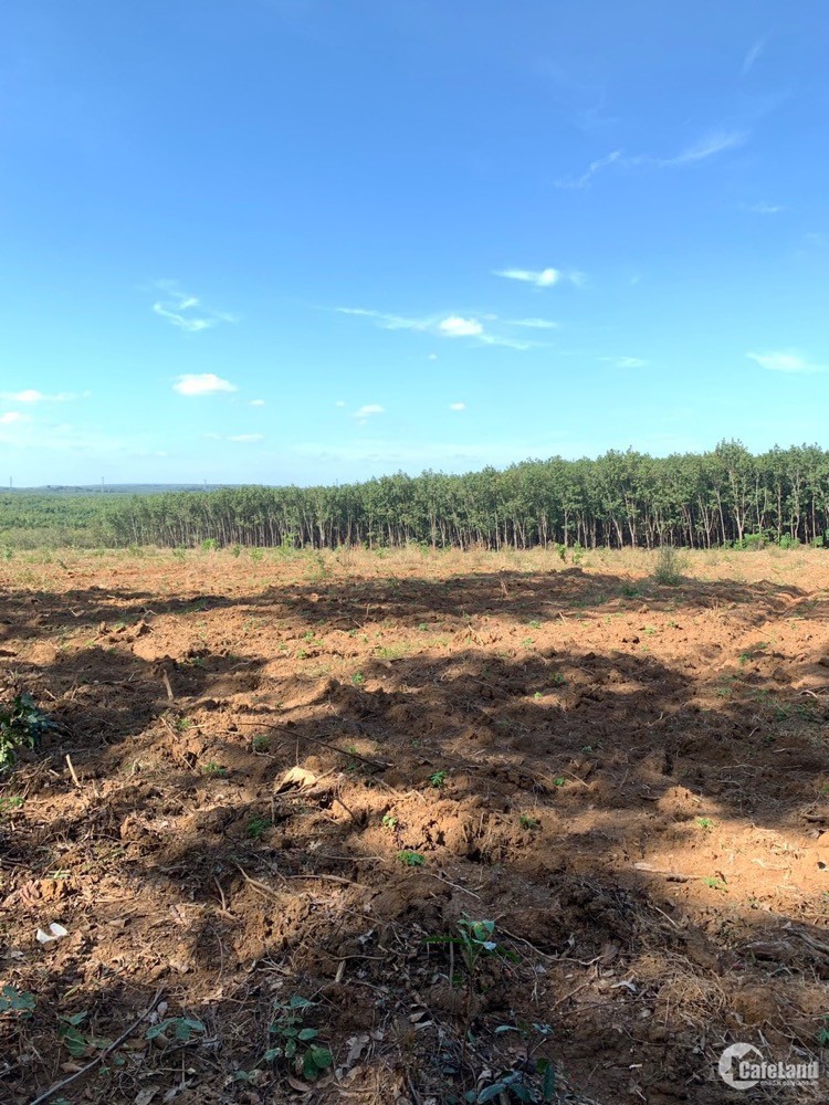 Bán lô đất vườn 1185m2 giáp chủ tại Xã Tân Hưng,Hớn Quản,Bình Phước