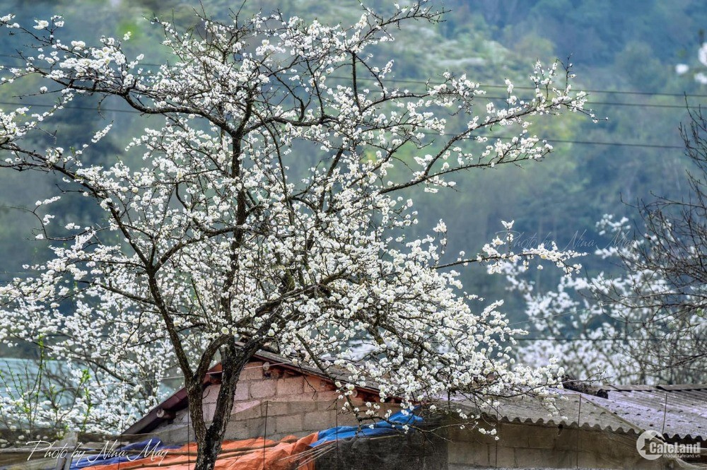 Mảnh đất diện tích lớn tại Tả Phìn, Nằm trên trục đường kết nối du lịch Tả Phìn