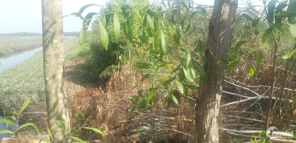 Cần bán  đất có sẵn vườn cây ăn trái  tại Tân Phước -Tiền Giang
