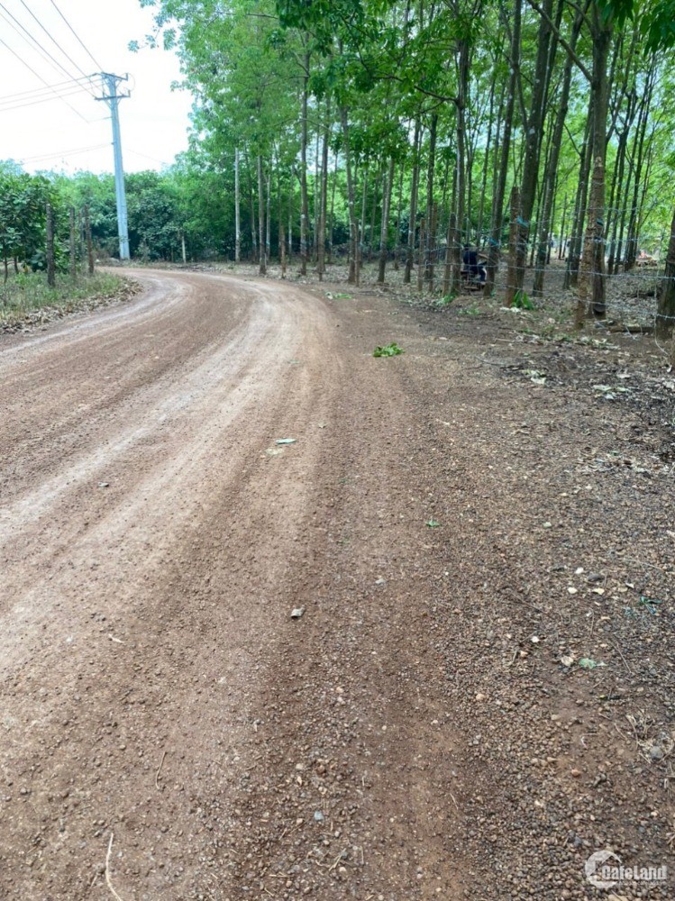 Đất sào đầu tư liền kề khu công nghiệp Bcamex Đồng Phú
