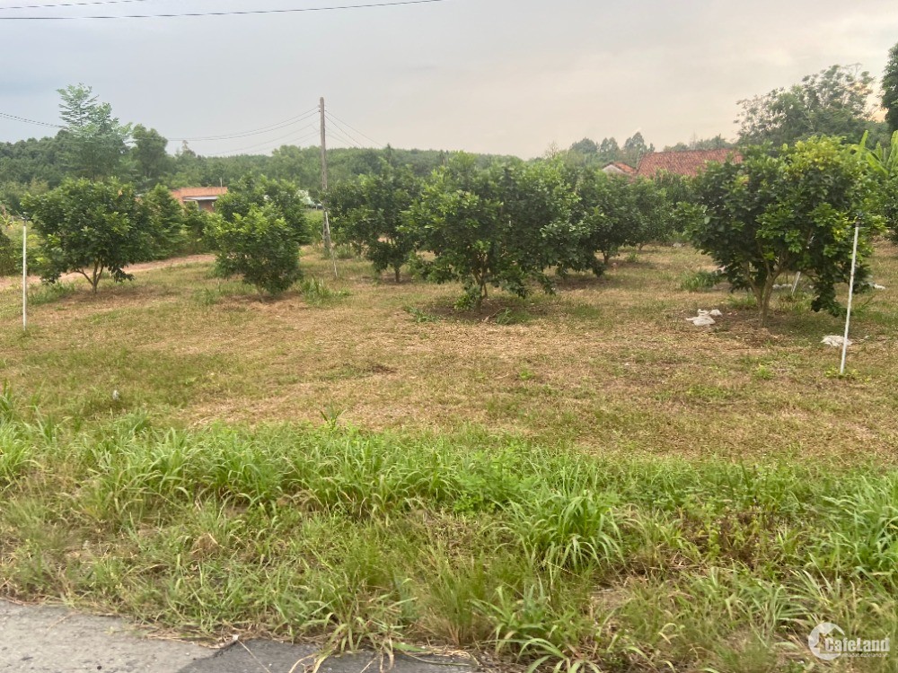 Đất vườn Củ Chi Cụm KCN Bàu Trăn, xã Nhuận Đức 1000m2 giá 2ty545 sổ hồng riêng