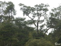 Đất rừng mặt tiền, cách trung tâm Huế 10km, thuận lợi làm kinh tế trang trại