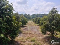 bán 3ha3 đất đỏ trồng full sầu riêng đã thu hoạch tại Xã EaHiao,Huyện EaHleo,Tỉ