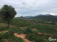 Cần bán mảnh đất view đồi chè nằm tại Chiềng Sơn