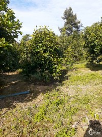 Bán Đất Vườn Cây Ăn Trái Đẹp tại Đạ Huoai, Lâm Đồng đầu tư sinh lời 100%