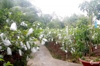 Kẹt tiền bán nhanh mảnh vườn 500m2 đag trồng cây ổi,mít X.Trung Lập Hạ H.Củ Chi