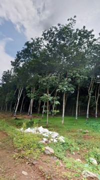 Cần bán gấp lô đất tại Đồng Phú gần tuyến số 4 Khu Công Nghiệp Becamex