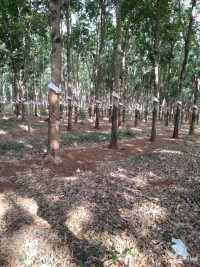 Cần Bán 10ha đất đang trồng cây canh tác tại Quảnh Trực Đăk Nông