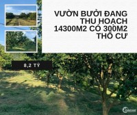 Bán vườn bưởi Xã Phú Lý, Vĩnh Cửu Đồng Nai 14300m2 giá 8.2 tỷ