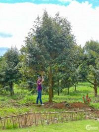 Bán đất thổ cư Bảo Lộc - sổ sẵn - có vườn sầu riêng - 700 triệu nhận nền