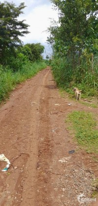 BÁN NHANH 4 HECTA ĐẤT ĐANG TRỒNG SẦU TẠI KRÔNG BUK, ĐĂK LĂK