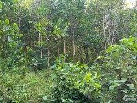 Cần bán nhanh lô đất rừng có suối chảy trong đất ở Kim Bôi - Hòa Bình