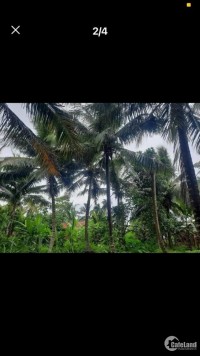 Bán đất vườn 300m thổ xã Phú túc huyện Châu Thành bến tre giá rẻ