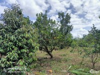 Bán lô đất vườn có sẵn cây ăn trái Diên Thọ - Cách đường tỉnh lộ 2 100m