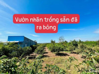 Đất Sào Nghỉ Dưỡng Láng Dài, Lộc An, có vườn trái cây 1 tỷ 590 1000m2