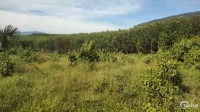 Bán hơn 20.000 m2 đất vườn giáp suối Khánh Vĩnh - Giá rẻ