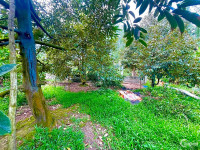 Vườn Sầu Riêng Tuyệt Đẹp 1426m2, Trường Long, Phong Điền.
