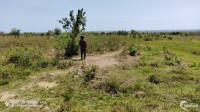 2 sào 5 đất xã Phan Thanh, xung quanh đang trồng điều