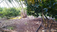 Bán 2 sào đất vườn cây ăn trái giá rẻ tại huyện châu đức