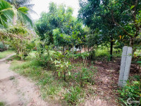 Miếng Vườn 611m2 CLN, Mặt Tiền 25m, Giáp Lộ 2m, Đang Trồng Măng Cụt & Dừa