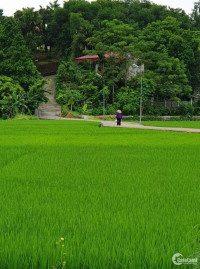 Bán mảnh đất vườn ở Đại Lai 1, Phú Xuân, tp.Thái Bình