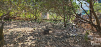 Cần bán gấp đất vườn, có thổ cư tại Hưng Thịnh, Trảng Bom, Đồng Nai. Giá 13,2 tỷ