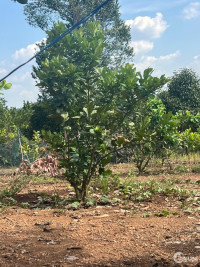 Cần bán gấp vườn trái cây, 30x52m, 1100m2, Đồng Phú, Bình Phước