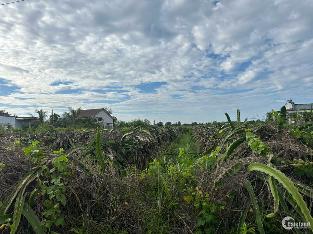 Bán 79m x 84m Đất ONT Tân Tiến - TX LaGi Sổ hồng riêng Gần Biển 800tr/ sào