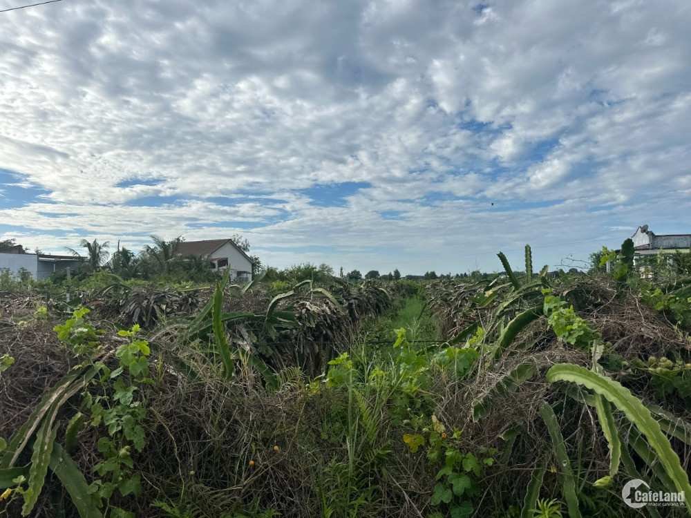 Bán 79m x 84m Đất ONT Tân Tiến - TX LaGi Sổ hồng riêng Gần Biển 800tr/ sào