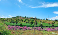 Đất ven Đà Lạt, chỉ 490 triệu - view đồi thông, vườn hoa