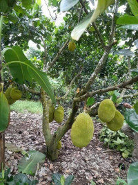 Chủ em về quê cần nhượng lại mảnh vườn yêu thích, sẵn nhà nhỏ, cây ăn trái, pháp