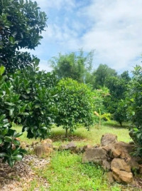 Đất vườn nghỉ dưỡng tuyệt đẹp, giá chỉ 800 triệu/1000m², gần TP. HCM