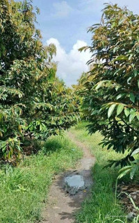 Cơ hội đầu tư đất vườn cuối năm tại Dầu Giây–Giá chỉ 700 triệu/sào, SHR