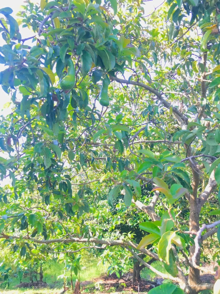 CẮT LỖ 1 SÀO ĐẤT VƯỜN NGAY KHU DÂN CƯ – GẦN QL20 THỐNG NHẤT – CHỈ 750 TRIỆU