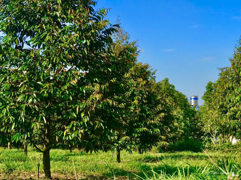 CẮT LỖ 1 SÀO ĐẤT VƯỜN NGAY KHU DÂN CƯ – GẦN QL20 THỐNG NHẤT – CHỈ 750 TRIỆU