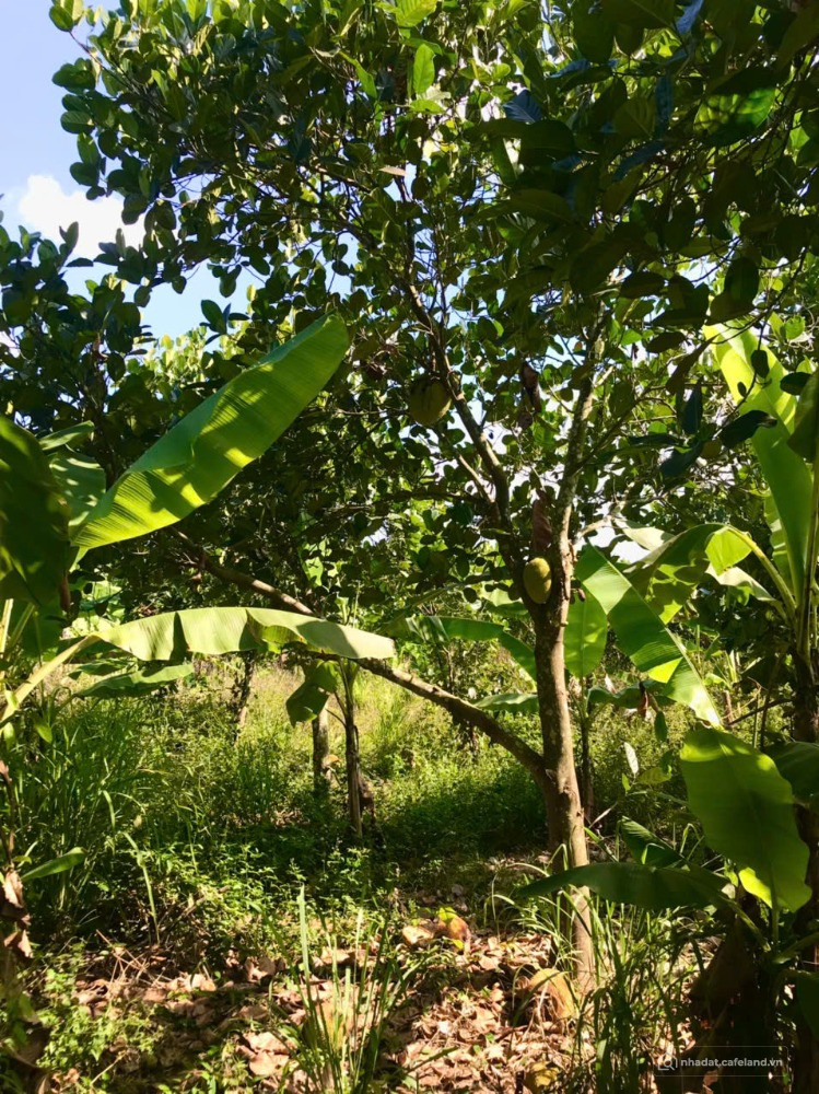 CẮT LỖ 1 SÀO ĐẤT VƯỜN NGAY KHU DÂN CƯ – GẦN QL20 THỐNG NHẤT – CHỈ 750 TRIỆU