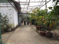 Số 7 Trần Thị Giang - Đất vườn, trồng cây HNK